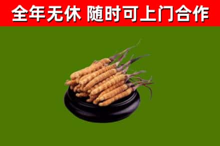 滨州回收散虫草